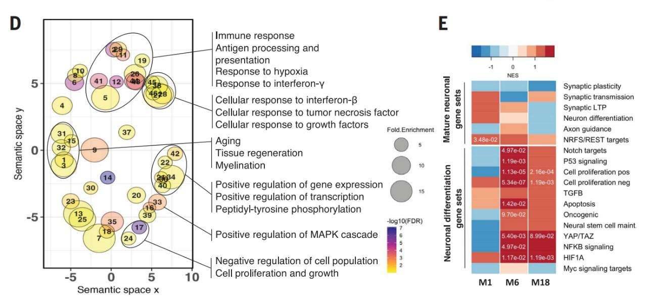 Upregulation of Neuron-Specific Long-Stranded Non-Coding RNA MEG3