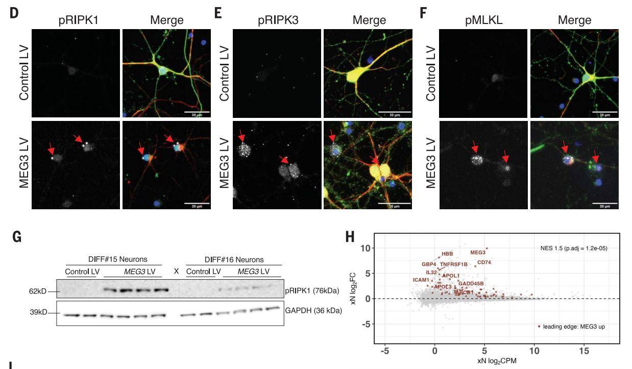 Long noncoding RNA MEG3 activates neuronal necroptosis in Alzheimer's disease. (Sriram et al., 2023)