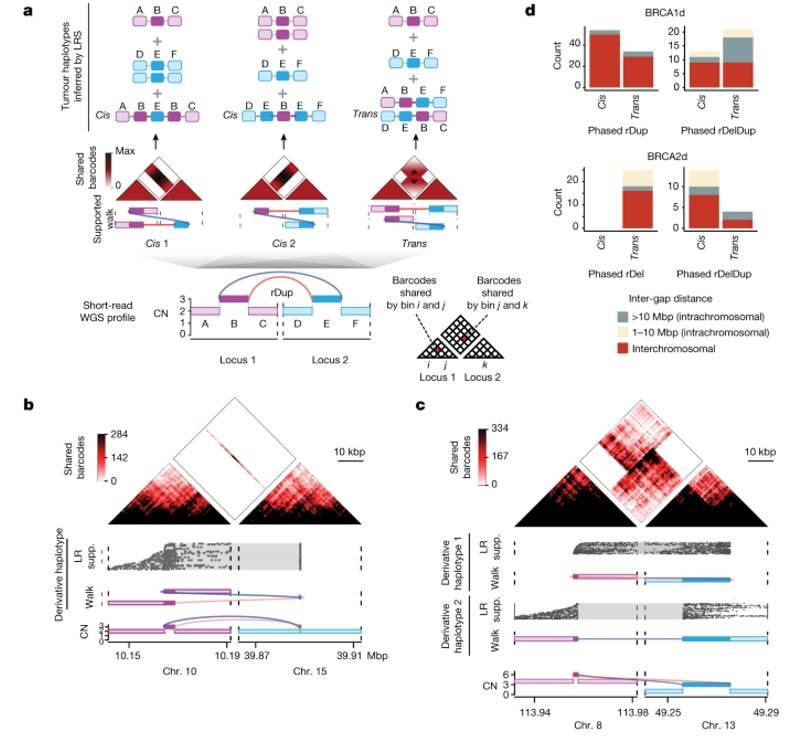 Unraveling Complex Structural Variations and DNA Repair Mechanisms by Whole Genome Sequencing