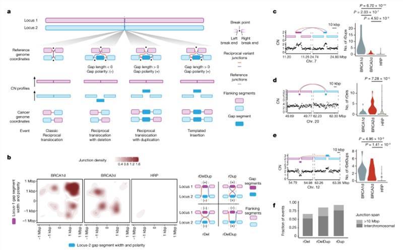 Reciprocal pairs are enriched in BRCA1d and BRCA2d tumors.