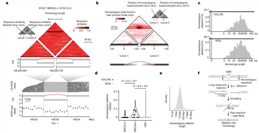 LR WGS uncovers footprints of SSA in BRCA2d genomes.