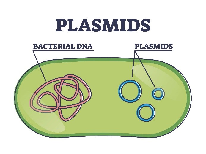 Figure 1. Circular plasmid structure illustration in a cell.