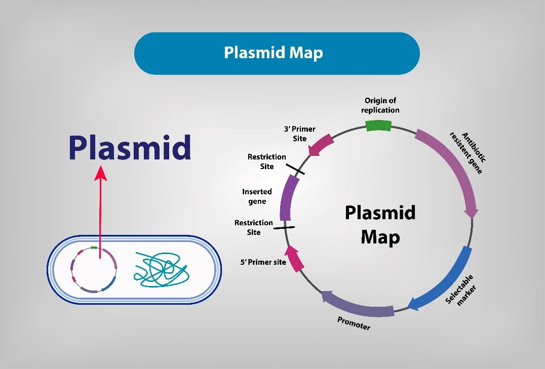Figure 2. Diagram of plasmid components and replication origin.