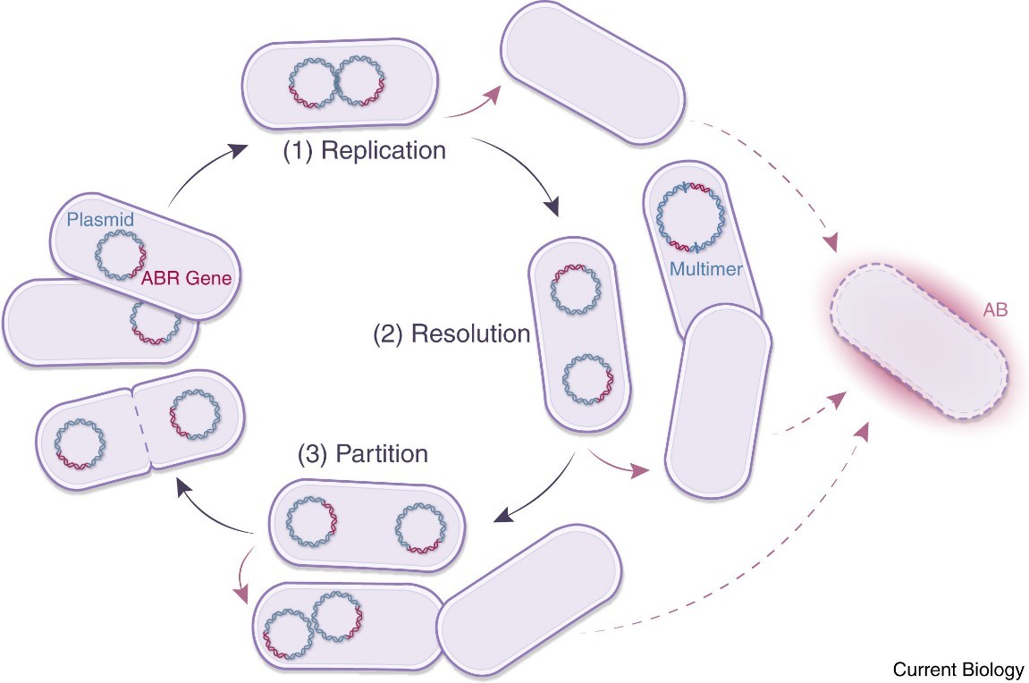 Figure 3. Diagram of plasmid replication and cellular transfer process. (Wein, et al., Current Biology, 2020)