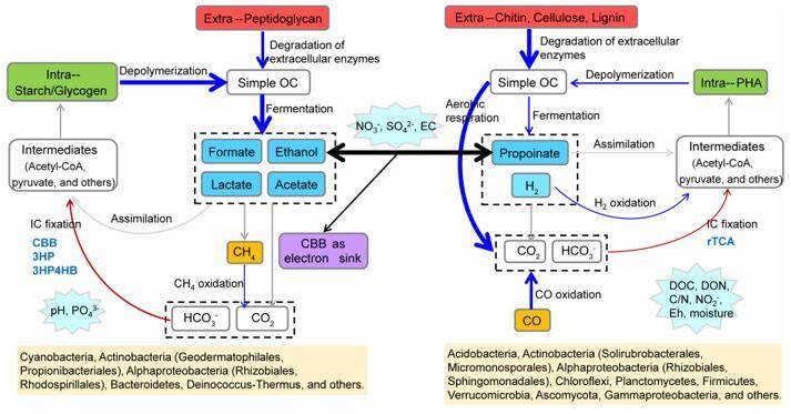 Unveiling Metagenomic Insights into the Carbon Cycle