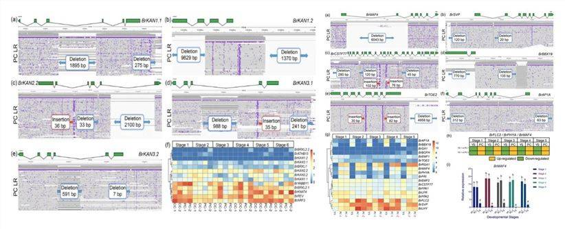 Figure 1: Distribution of Presence–Absence Variants (PAV) and Specific Structural Variants (SVs) in the Cabbage Genome. (Li et al., 2020)