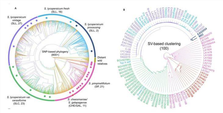 Figure 2: Phylogenetic Tree of Tomato. (Alonge et al., 2020)