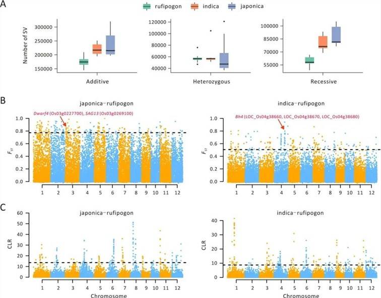 Figure 6: Characteristics of Structural Variants (SVs) Related to Domestication. (Yixuan et al., 2020)