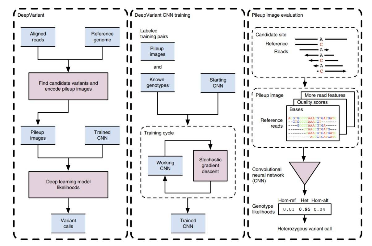 Figure 3. DeepVariant workflow overview.