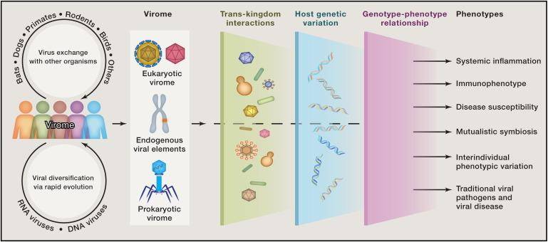 Components of the Virome and Their Relationship to the Genotype/Phenotype Relationship.