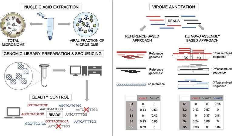 The steps in metagenomic study of the virome.