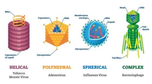 Viruses and Virome Sequencing