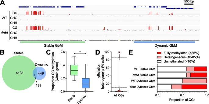 WGBS Reveals the Dynamic DNA Methylation Turnover in Plant