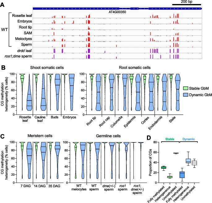 Dynamic GbM genes exhibit methylation heterogeneity in all cell and tissue types.