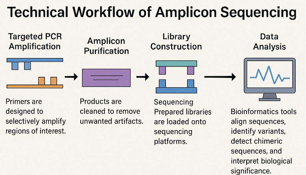 Amplicon Sequencing process