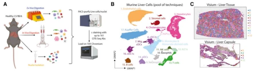 A proteogenomic atlas of the healthy murine liver. (Guilliams et al., 2022)