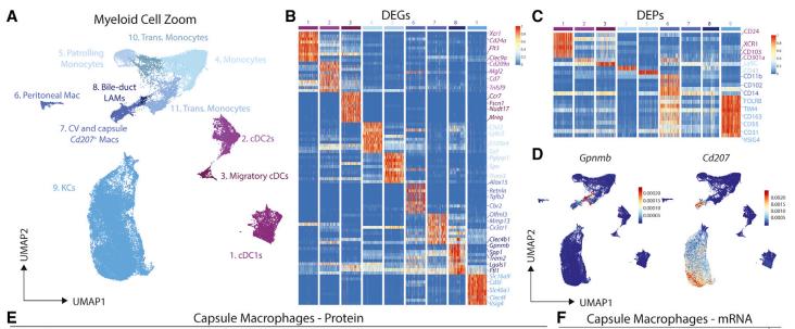 A population of macrophages reside around the bile duct in the healthy murine liver. (Guilliams et al., 2022)