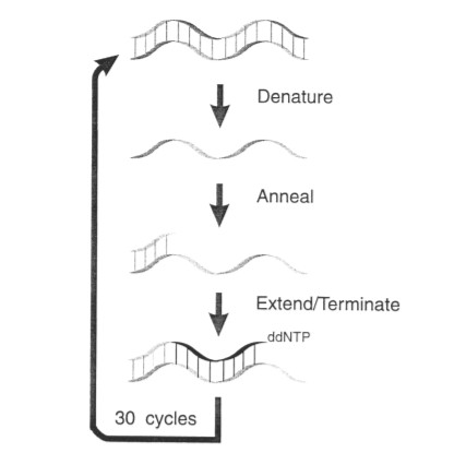 Figure 1 ：Outline of the cycle sequencing reaction.
