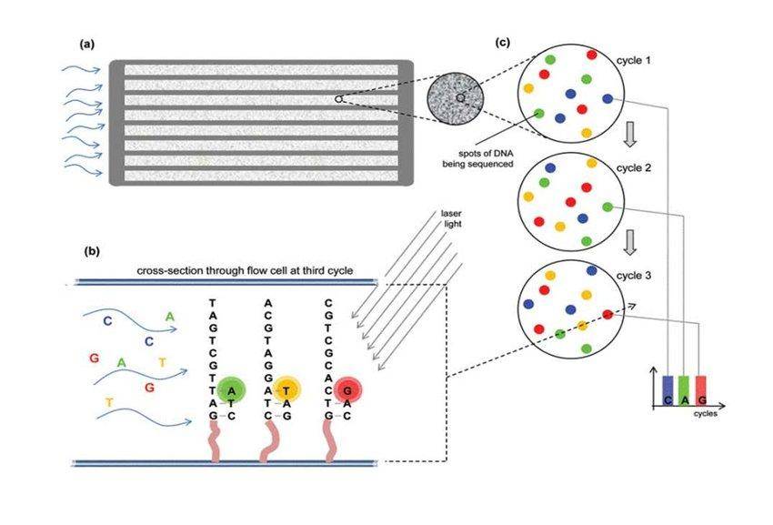 Principle of Illumina Sequencing (Sequencing by Synthesis).