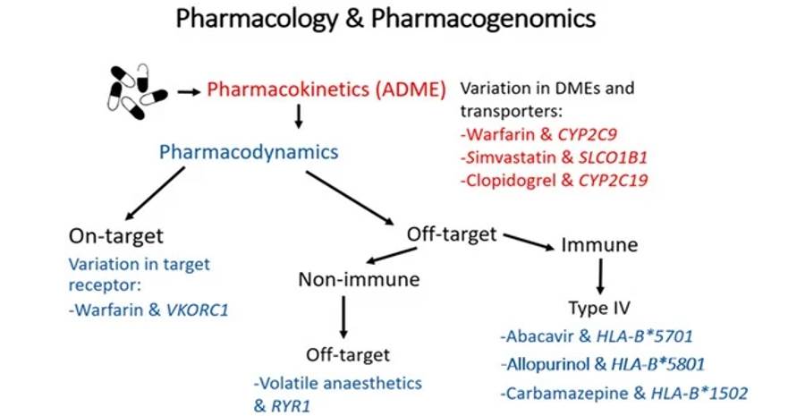 A summary of the mechanisms by which genomic variation can influence the pharmacokinetics and/or pharmacodynamics of a drug, with examples of clinically relevant drug-gene pairs. (Rollinson et al., 2020)