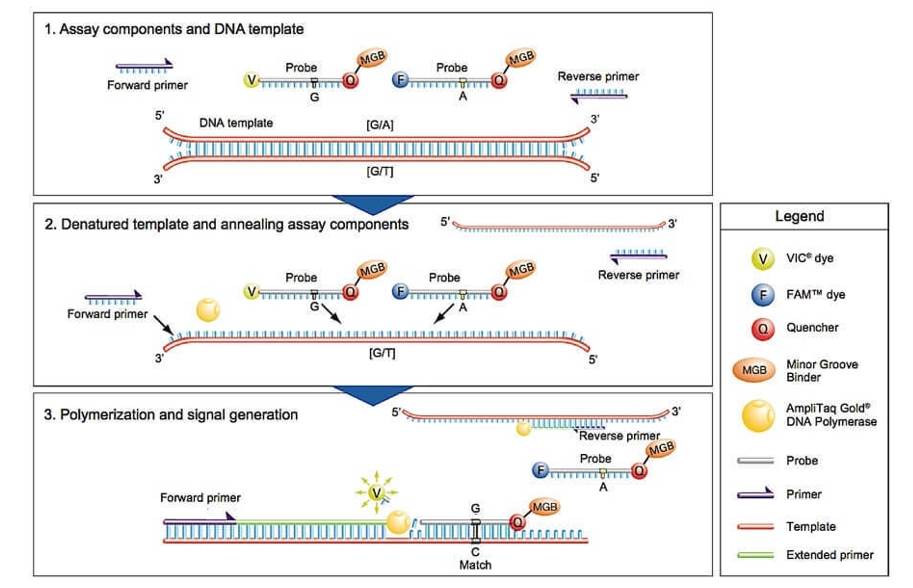 TaqMan genotyping platform