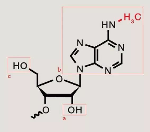 N6-methyladenosine