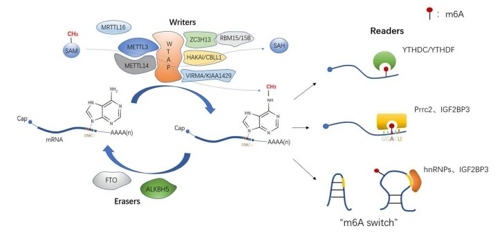 Dynamic and reversible process of m6A modification and three recognition methods of readers