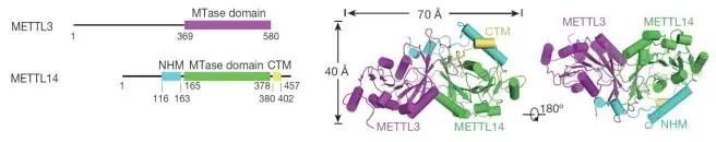 what-is-rna-m6a-2