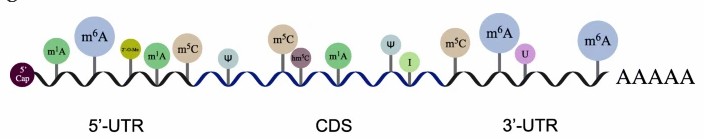 What is RNA m6A