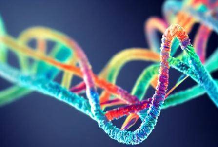 What is the Human Genome Project (HGP)?