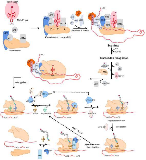 Four fundamental phases of translation: initiation, elongation, termination and ribosome recycle.