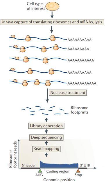 Workflow for ribosome profiling