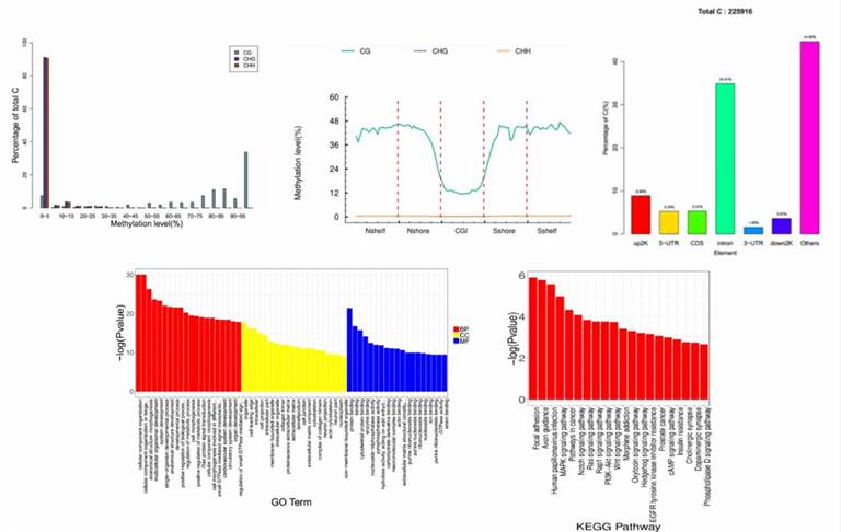 analysis-pipeline-viral-genome-sequencing