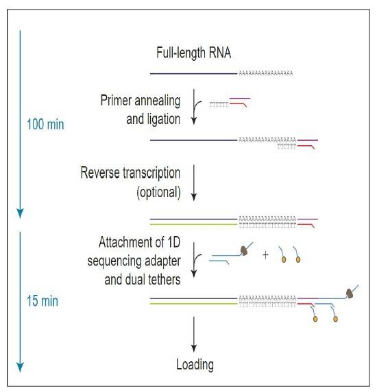 Ultra-Long Read Lengths