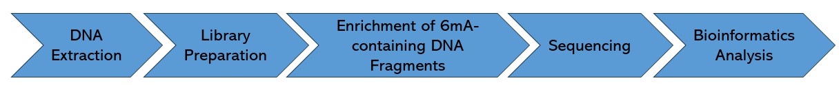 The general workflow of DNA 6mA sequencing