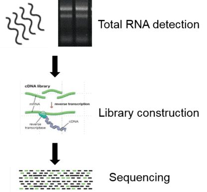 Figure 1. Overview of Long Non-Coding RNA (lncRNA) Sequencing.