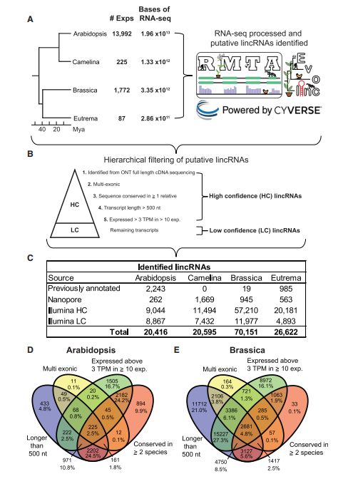 Figure 11. Characterization and Fundamental Attributes of Long Intergenic Non-Coding RNAs (lincRNAs) in Four Cruciferous Plants. (Palos et al., Identification and functional annotation of long intergenic non-coding RNAs in Brassicaceae, 2022)