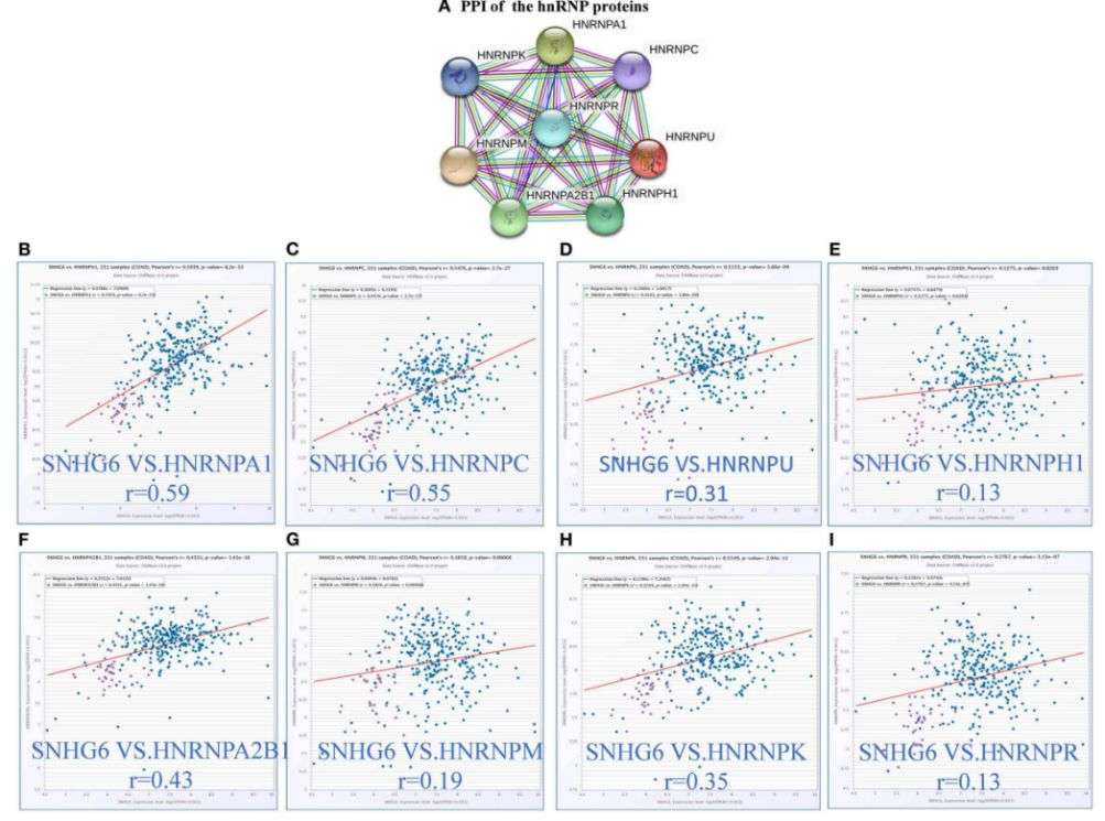 Figure 12. Positive Correlation between hnRNP Proteins Expression and SNHG6 Expression in Colorectal Cancer. (Lan et al., The interaction between lncRNA SNHG6 and hnRNPA1 contributes to the growth of colorectal cancer by enhancing aerobic glycolysis through the regulation of alternative splicing of PKM, 2020)