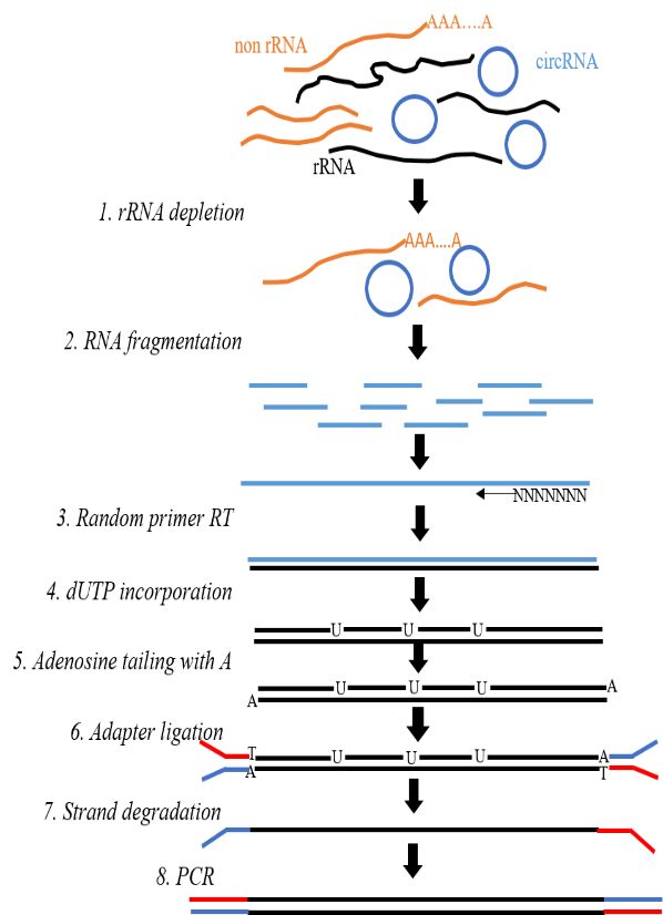 Figure 2. Illustration Depicting the Construction of lncRNA-seq Libraries.