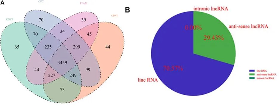 Figure 4. Detecting Transcripts of Long Non-Coding RNAs. (Wei et al., Long-chain noncoding RNA sequencing analysis reveals the molecular profiles of chemically induced mammary epithelial cells, 2023)