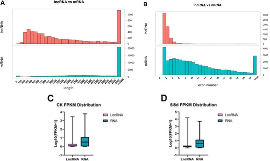 Figure 5. Comparative Analysis of Structural Characteristics between lncRNA and mRNA. (Wei et al., Long-chain noncoding RNA sequencing analysis reveals the molecular profiles of chemically induced mammary epithelial cells, 2023)