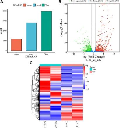 Figure 6. Analysis of Differentially Expressed lncRNAs. (Wei et al., Long-chain noncoding RNA sequencing analysis reveals the molecular profiles of chemically induced mammary epithelial cells, 2023)