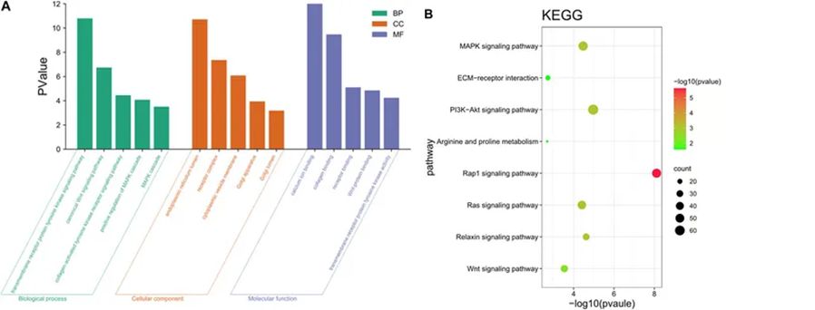 Figure 9. Analysis of Functional Annotations for Target Genes. (Wei et al., Long-chain noncoding RNA sequencing analysis reveals the molecular profiles of chemically induced mammary epithelial cells, 2023)