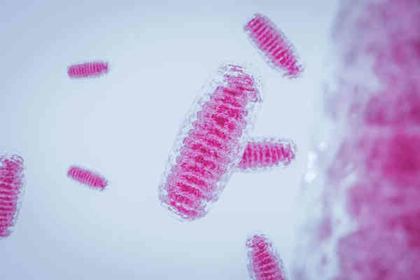 Mitochondrial Genome and Mitochondrial DNA (mtDNA) Sequencing