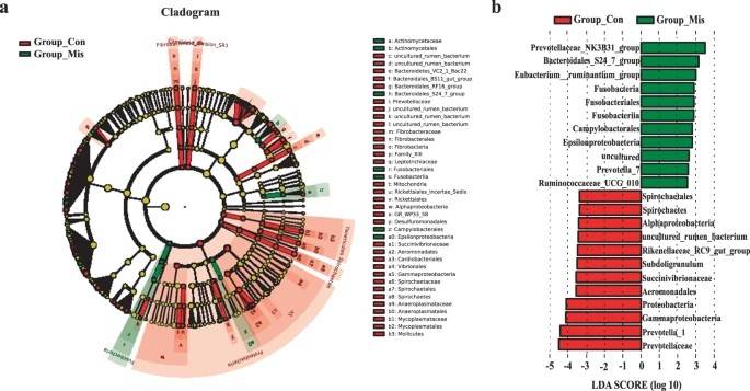 Compositions of different species in the control and miscarriage groups by LEfSe analyses