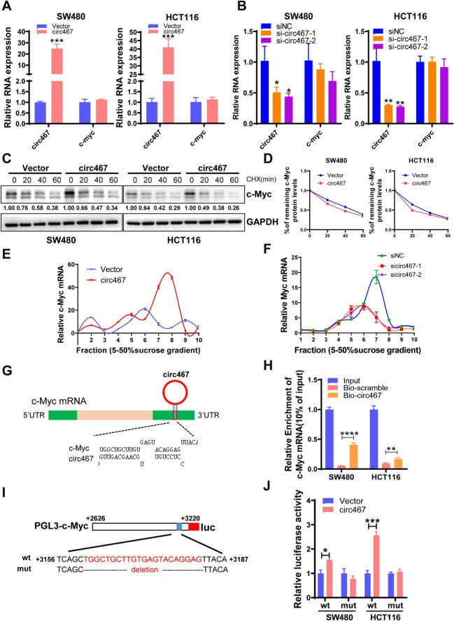 Circ467 may increase the translation efficiency of c-Myc.