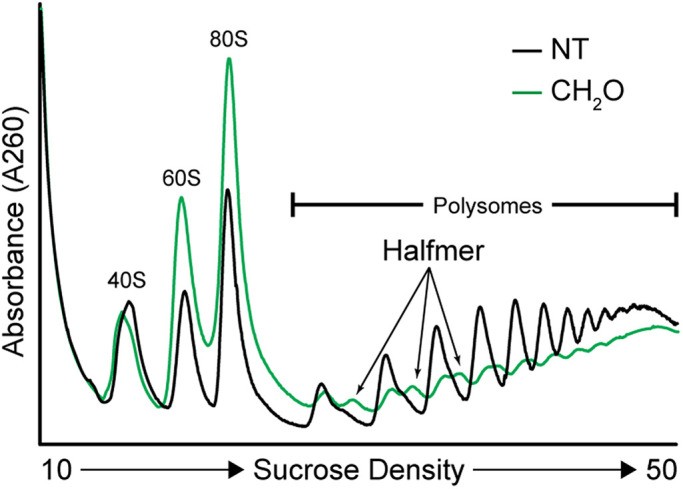 Polysome profiling can be leveraged to identify and characterize ribosome- and RNA-binding factors.