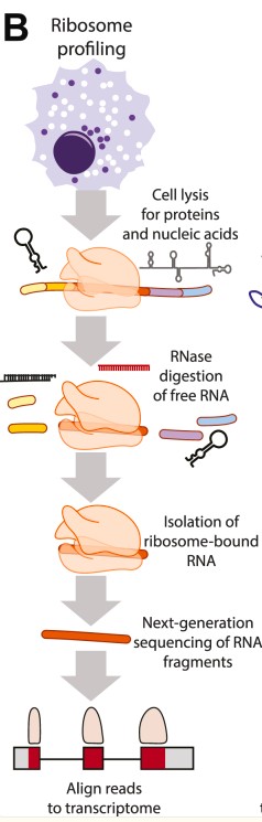 Generalized workflows for ribosome profiling