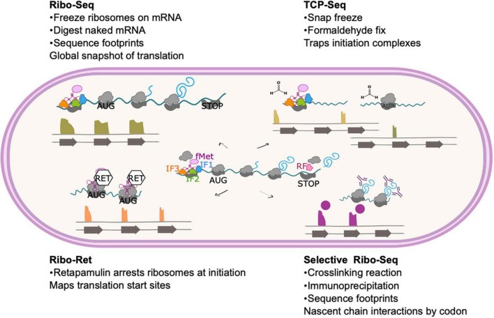 Ribosome profiling method and modifications.