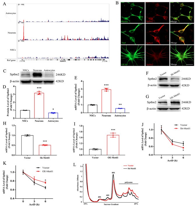 Differential expression of Mettl1 and Wdr4 during neurogenesis